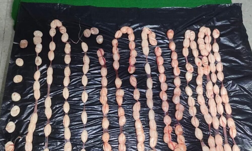 incautación de huevos de iguana y dos capturados