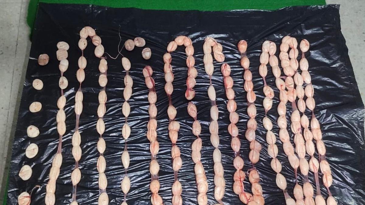 incautación de huevos de iguana y dos capturados