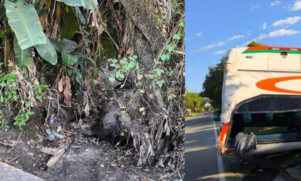 Bus Chocó Contra Un Búfalo y Se Volcó en el Sur de Tolima: Varias Personas resultando Heridas