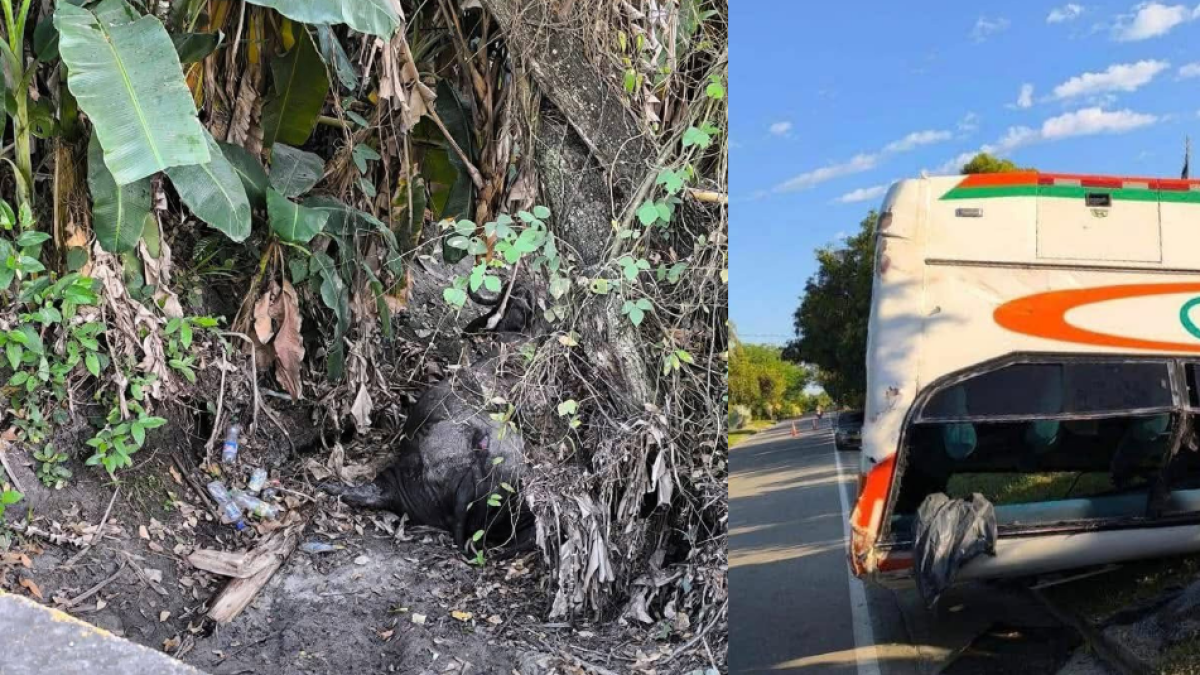 Bus Chocó Contra Un Búfalo y Se Volcó en el Sur de Tolima: Varias Personas resultando Heridas