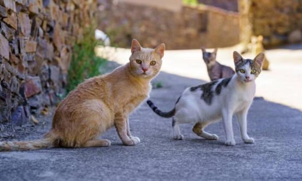 ¿Dónde Están los Gatos? Alcaldía Dice Que se Escondieron, Animalistas Denuncian Desaparició