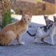 ¿Dónde Están los Gatos? Alcaldía Dice Que se Escondieron, Animalistas Denuncian Desaparició