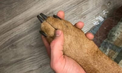 Buscan Pareja que dejó Morir a su perro en medio de heces y sin comida en Balcón de Bucaramanga