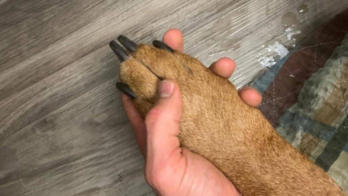 Buscan Pareja que dejó Morir a su perro en medio de heces y sin comida en Balcón de Bucaramanga