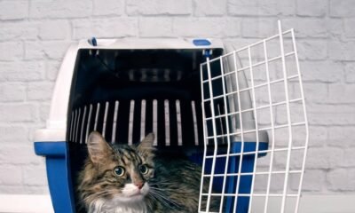 Aumentan Los Casos de Ataques A Humanos por parte de animales Potencialmente Transmisores de Rabia; ESTO DICEN Las Entidados