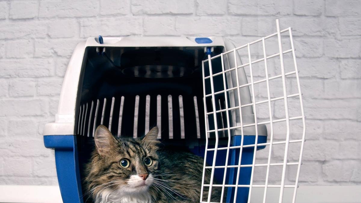 Aumentan Los Casos de Ataques A Humanos por parte de animales Potencialmente Transmisores de Rabia; ESTO DICEN Las Entidados