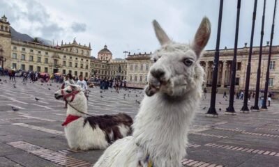 La Historia de Las Llamas que Reflejó El Maltrato Animal en Bogotá