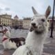La Historia de Las Llamas que Reflejó El Maltrato Animal en Bogotá