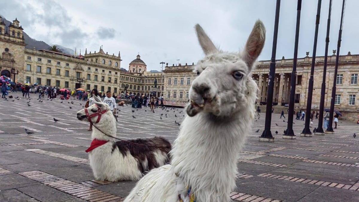 La Historia de Las Llamas que Reflejó El Maltrato Animal en Bogotá