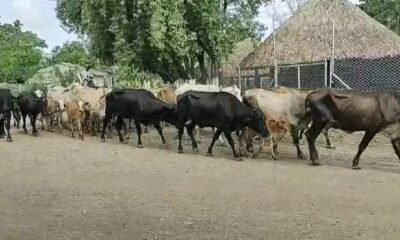 Cuatreros irrumpieron en finca y sacrifican siete reside