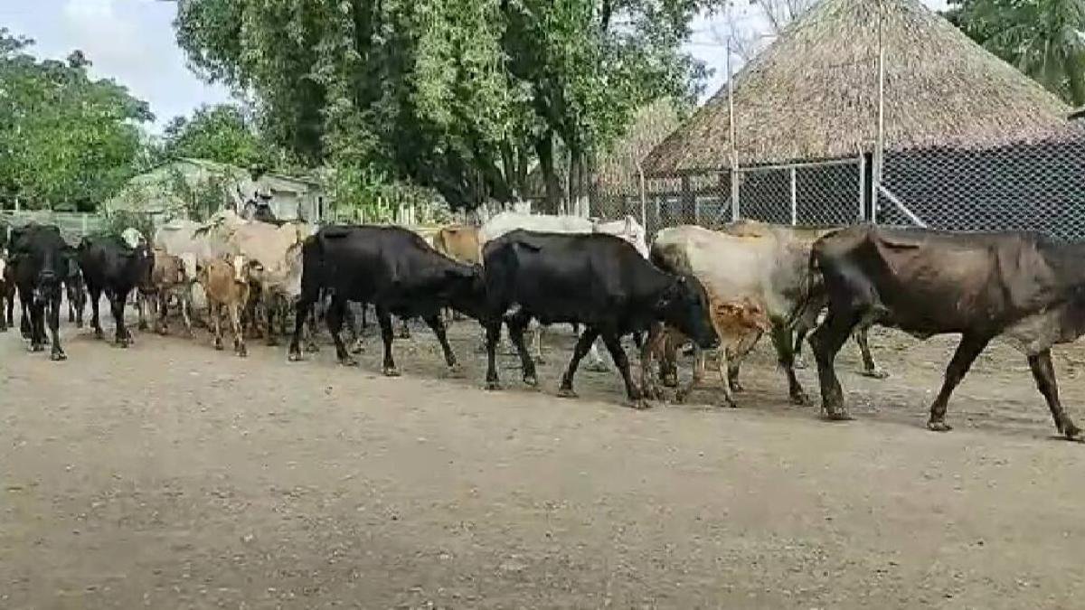 Cuatreros irrumpieron en finca y sacrifican siete reside