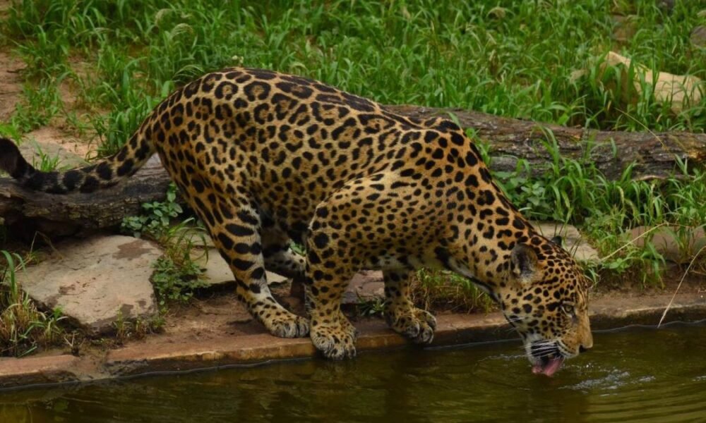 CAR Declara El "Corredor de los Felinos del Río Negro" como alcalde de alcalde