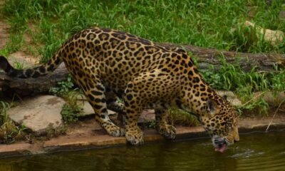 CAR Declara El "Corredor de los Felinos del Río Negro" como alcalde de alcalde