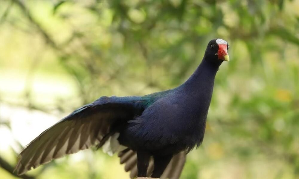 Bogotá avanza en plan para proteger la tingua y otras especies de aves: ¿de qué trata?