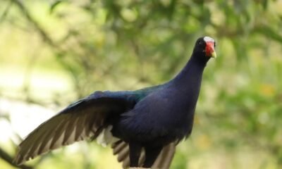 Bogotá avanza en plan para proteger la tingua y otras especies de aves: ¿de qué trata?