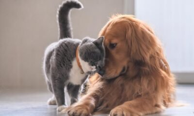 Los Estudiantes de Bogotá Ahora Podrán Hacer Su Servicio Social Apoyando Animales Rescatados Con El Idpyba