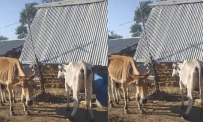 Animales se están Muriendo por falta de Agua