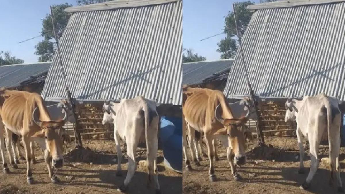 Animales se están Muriendo por falta de Agua