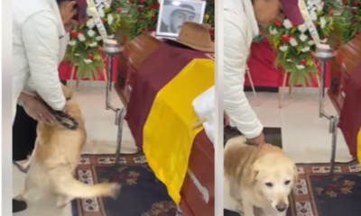 El Conmocedor adiós de un perrito en el Sepelio de Hincha del Deportes Tolima; El Joven Murió en Trágico Accidente en Vía de Girardot
