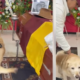 El Conmocedor adiós de un perrito en el Sepelio de Hincha del Deportes Tolima; El Joven Murió en Trágico Accidente en Vía de Girardot
