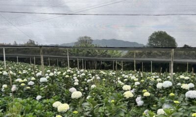 Floricultores Se Preparan Para Exportar Sus Flores en San Valentín