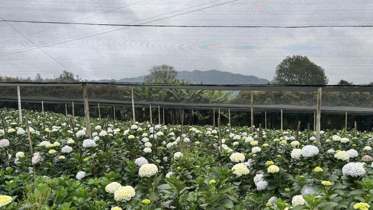 Floricultores Se Preparan Para Exportar Sus Flores en San Valentín