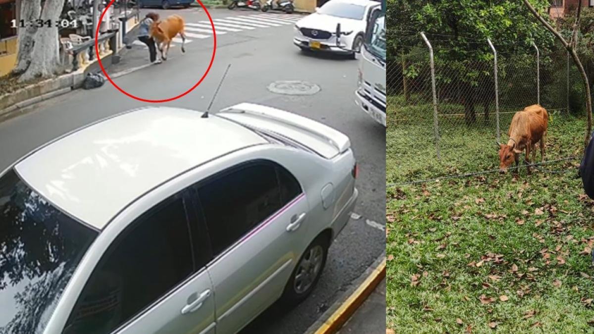 Mujer Fue Grestida por Un Ternero en Vía Pública de Envigado (Antioquia)