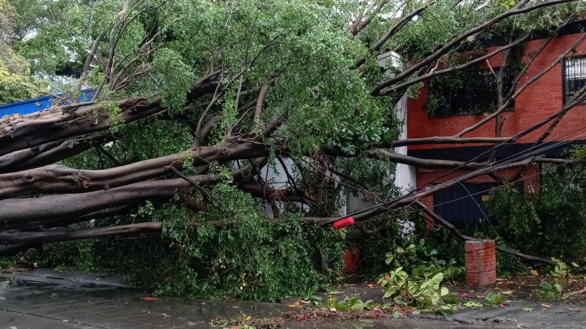 Emergencias por lluvias en cali deja una docena de árboles caídos y Cortes de Energía en gran parte de la ciencia