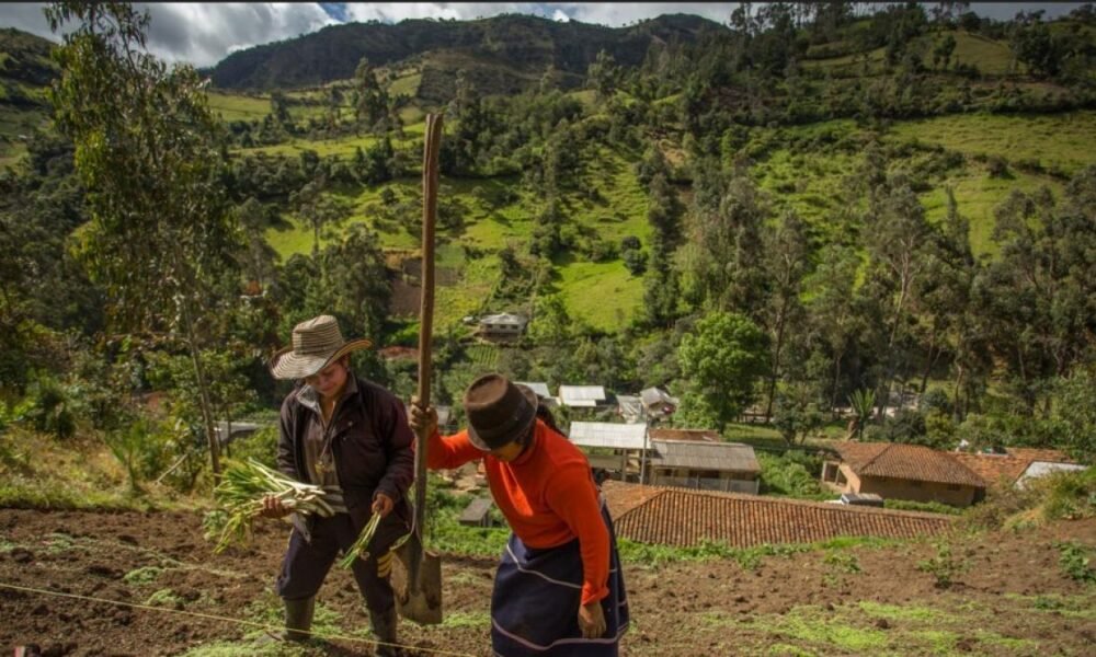 ¿Por qué las las Mujeres Campesinas del Valle del Cauca Tienen Problemas a la Hora de Pedir Présstamos Bancarios?