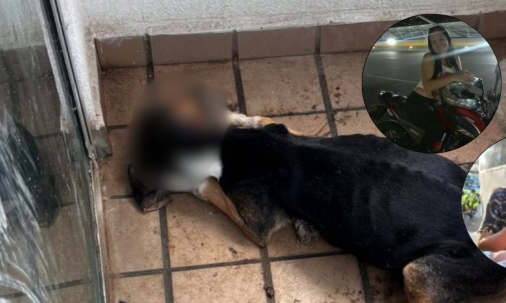 Perro Fue Abandonado en un Balcón y Murio por por Inanición en Bucaramanga: Buscan A Los Dueños