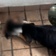 Perro Fue Abandonado en un Balcón y Murio por por Inanición en Bucaramanga: Buscan A Los Dueños