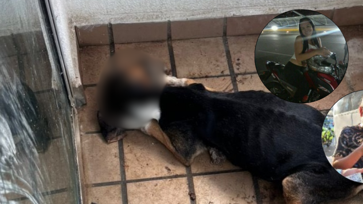 Perro Fue Abandonado en un Balcón y Murio por por Inanición en Bucaramanga: Buscan A Los Dueños