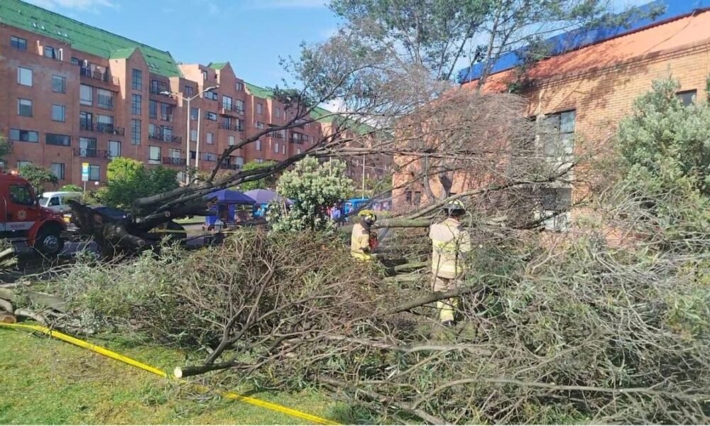 Caída de Árbol en el Norte de Bogotá deja Tres Personas Heridas; este es lo que se sabe