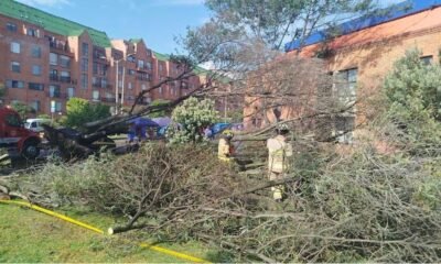 Caída de Árbol en el Norte de Bogotá deja Tres Personas Heridas; este es lo que se sabe