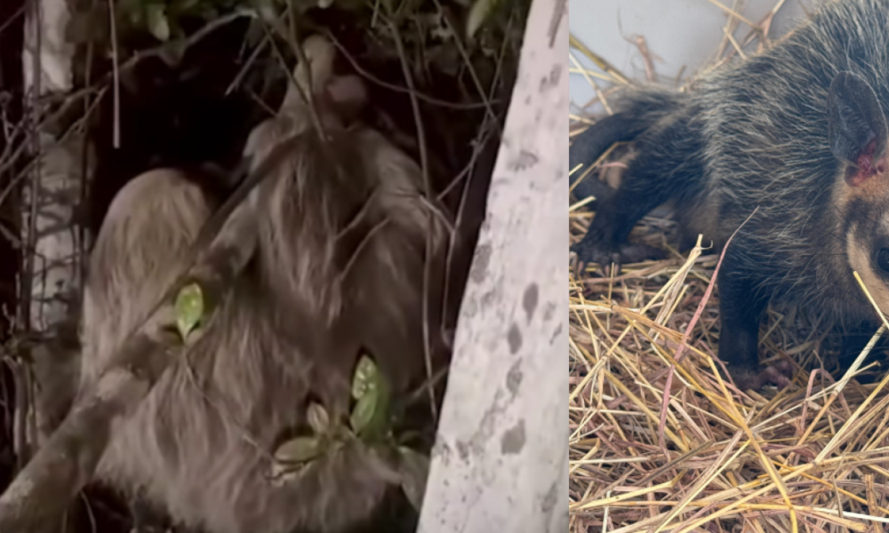 Oso Perezoso y Zarigüeya Fueron Liberados en Cundinamarca Tras Haber Sido Rescatados