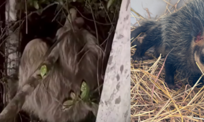 Oso Perezoso y Zarigüeya Fueron Liberados en Cundinamarca Tras Haber Sido Rescatados