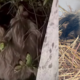 Oso Perezoso y Zarigüeya Fueron Liberados en Cundinamarca Tras Haber Sido Rescatados