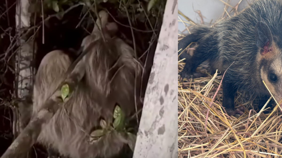 Oso Perezoso y Zarigüeya Fueron Liberados en Cundinamarca Tras Haber Sido Rescatados