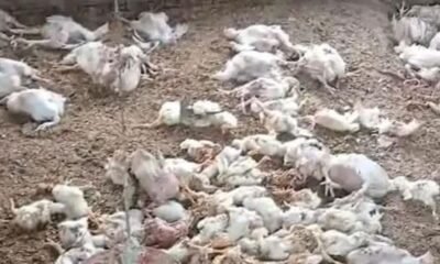 La Misteriosa Criatura que Está Depredando las Aves de Corral en Pueblos de Córdoba