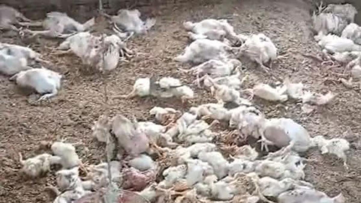 La Misteriosa Criatura que Está Depredando las Aves de Corral en Pueblos de Córdoba