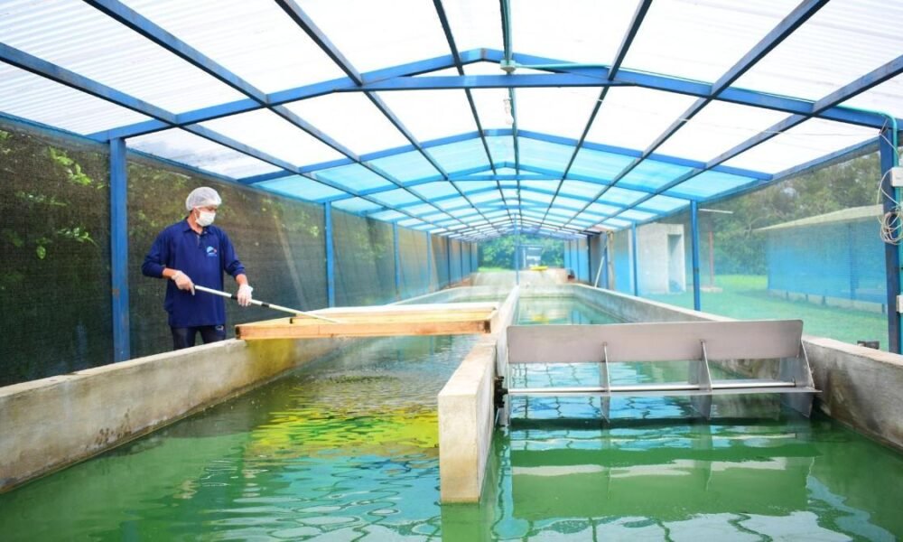 Producción Artesanal de Espirulina en Galapa