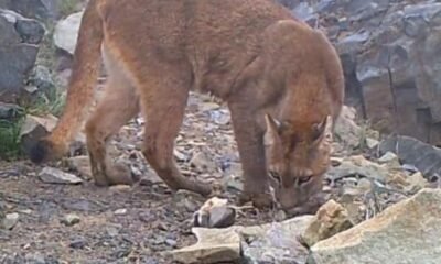 Con Latigazos Fue Castigado Hombre que Mató A Un Puma E Intentó Desprellejarlo en Caldono, Cauca