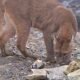 Con Latigazos Fue Castigado Hombre que Mató A Un Puma E Intentó Desprellejarlo en Caldono, Cauca