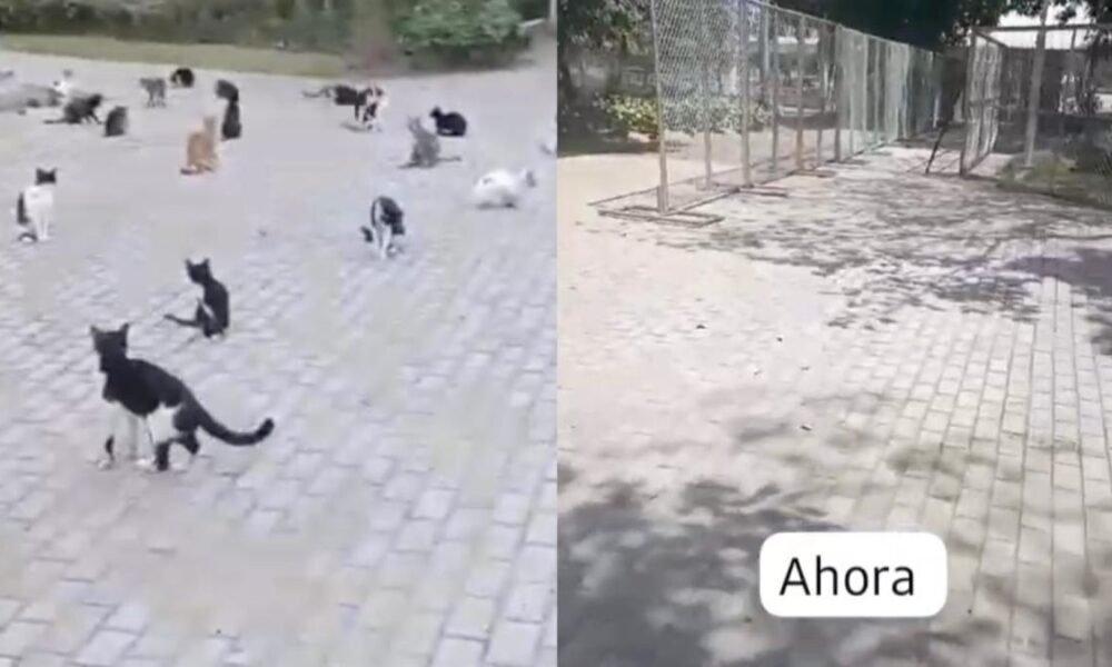 Previo al Concior de Shakira en Barranquilla, Animalistas Denuncian La Desaparición de Gatos
