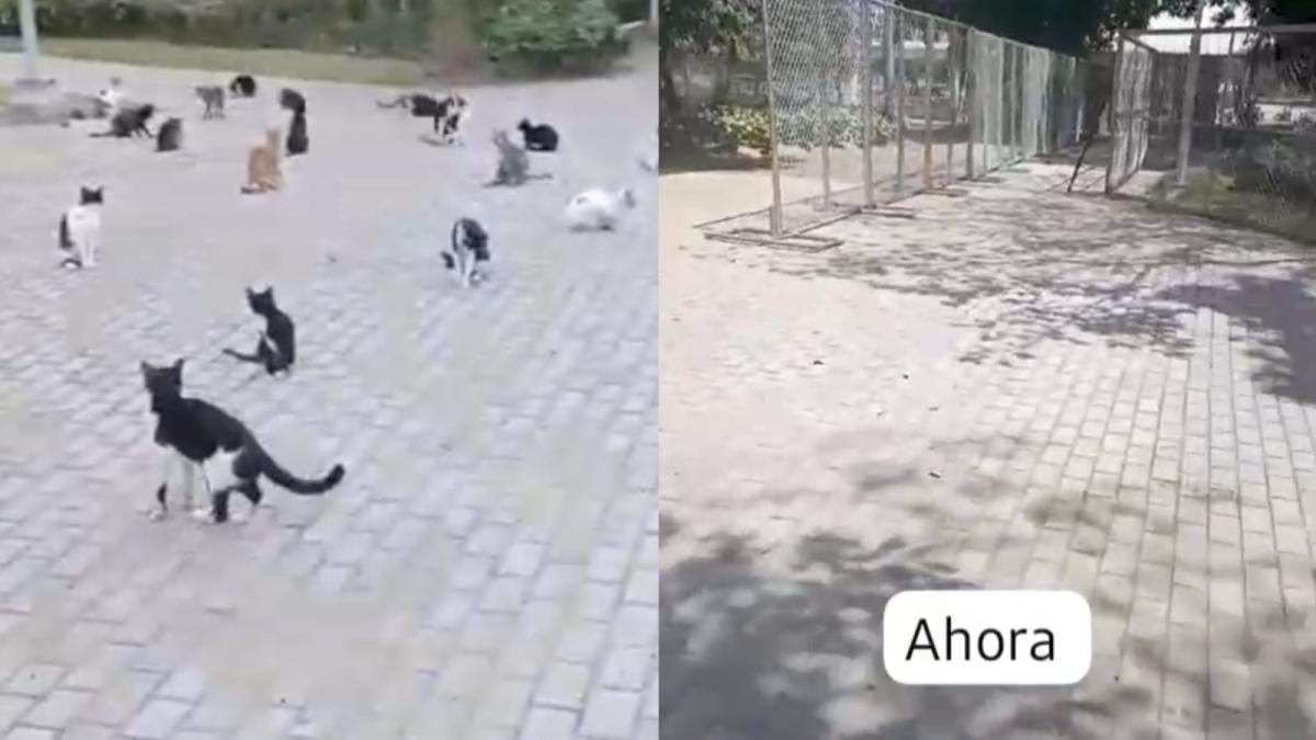 Previo al Concior de Shakira en Barranquilla, Animalistas Denuncian La Desaparición de Gatos