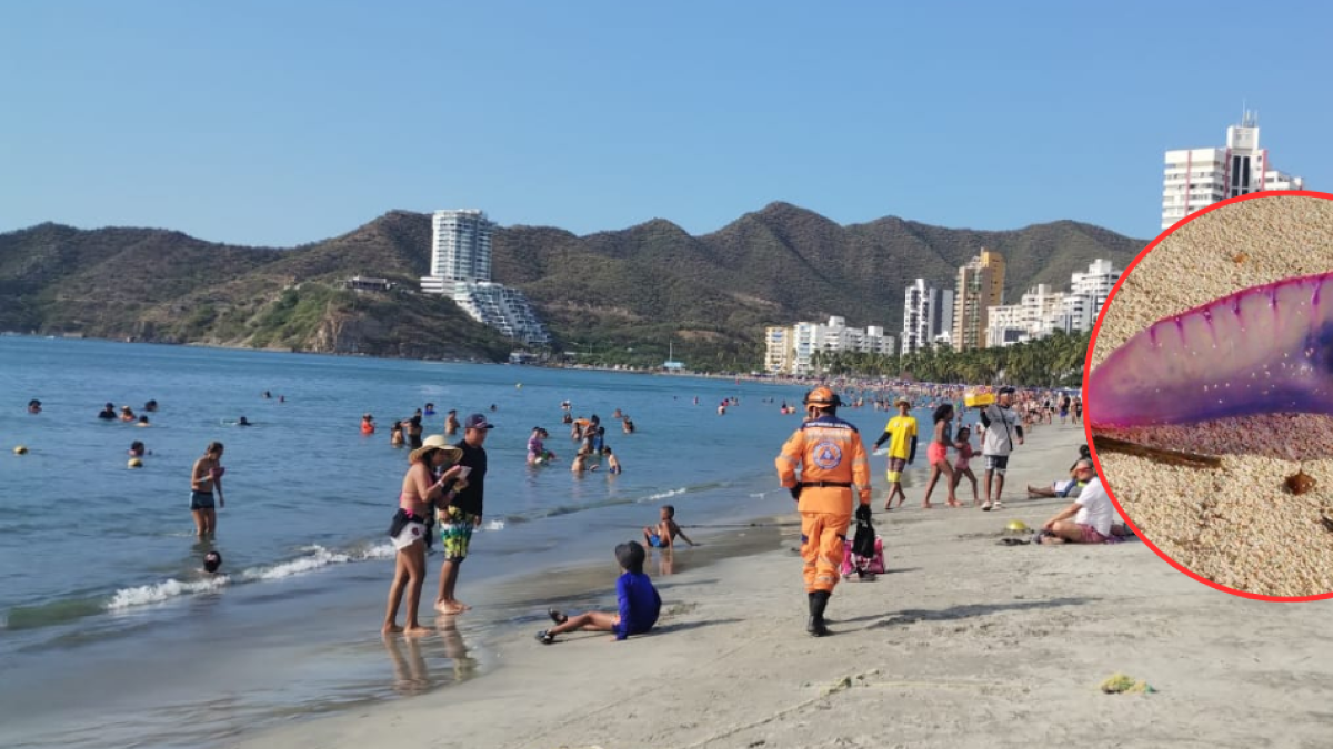 Restricción en Playas de Santa Marta por Presencia de Fragata Portuguesa: especialmente causa alerta