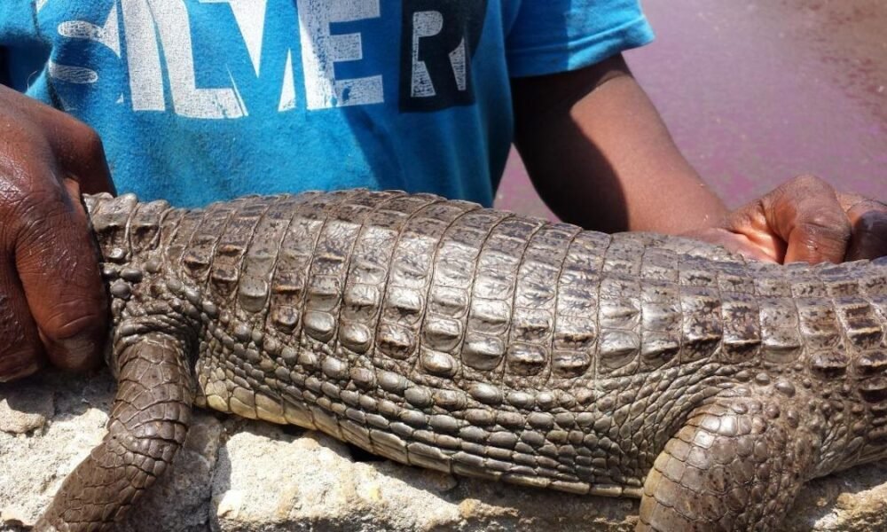 Condena A Argos por Afectaciones A Zoocrialiero de Babillas en Luruaco