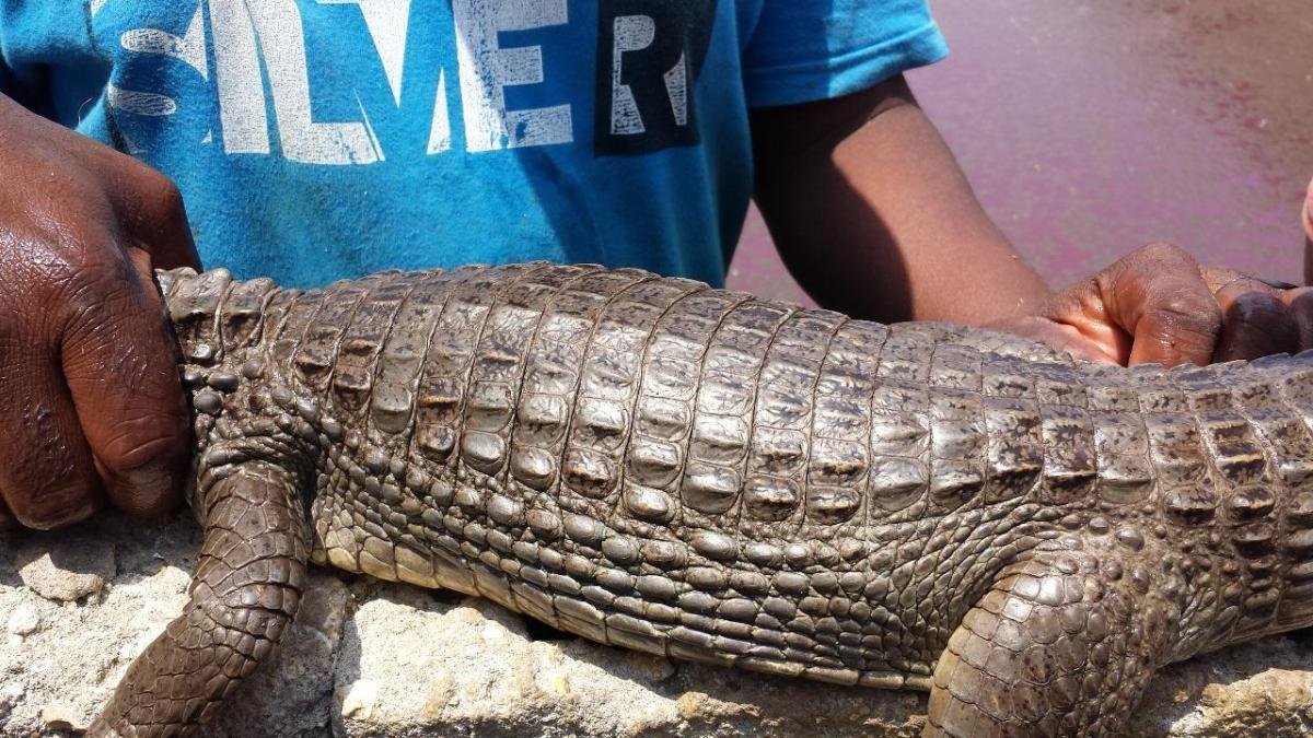 Condena A Argos por Afectaciones A Zoocrialiero de Babillas en Luruaco