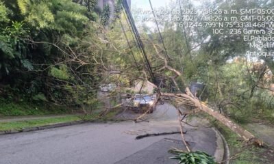 heno alerta por Caída de árboles que Han Generado Tragedias en la CiADad
