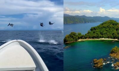 Grupo de Delfines Nada y Salta Junto A Una Embarcación en Bahía Solano, Chocó